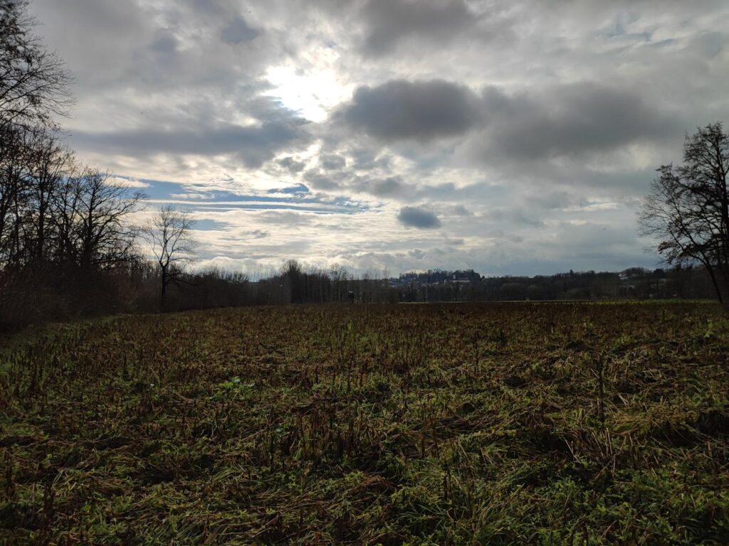 Augebiet an Enns und Donau