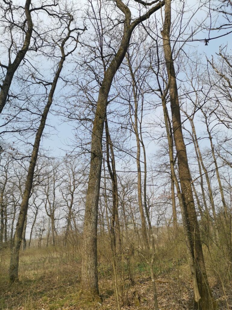 Spazierweg im Augebiet