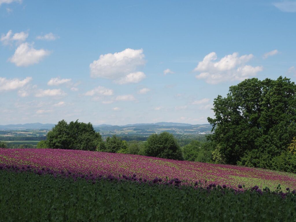 Mohnblüte im Gemeindegebiet