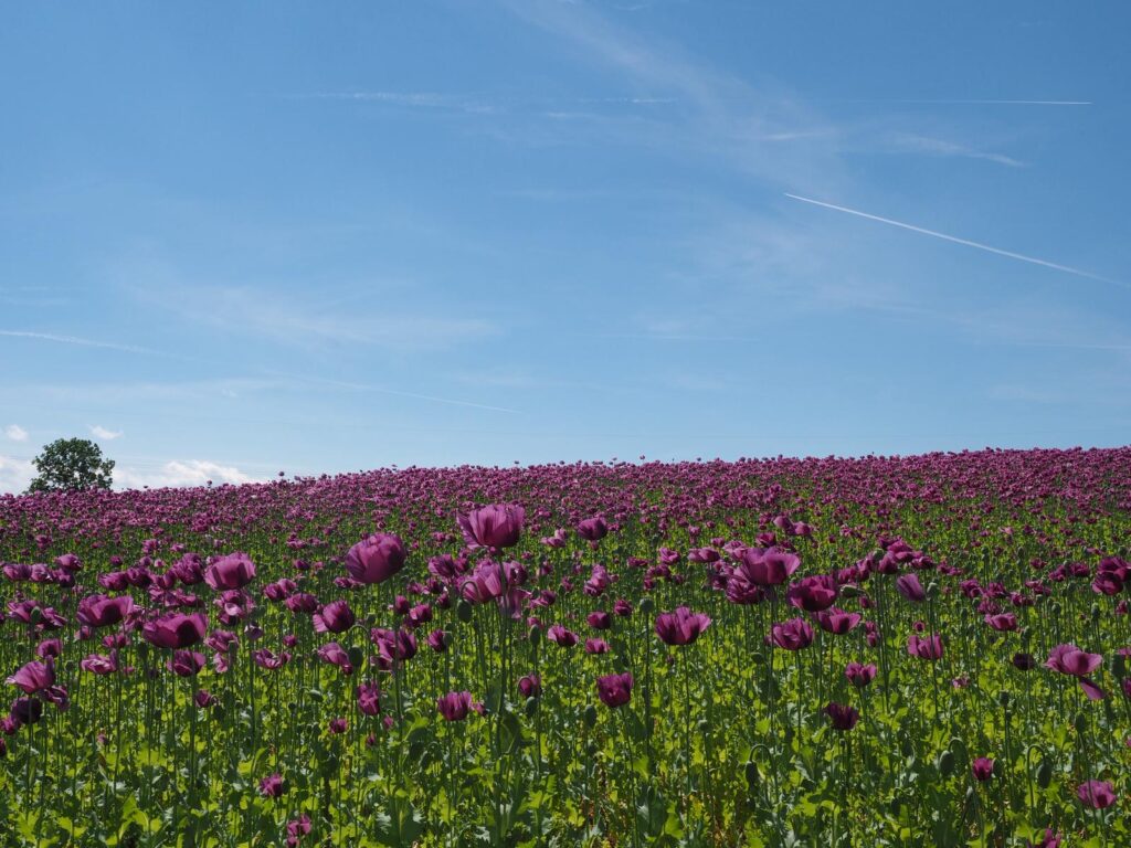 Mohnblüte im Gemeindegebiet