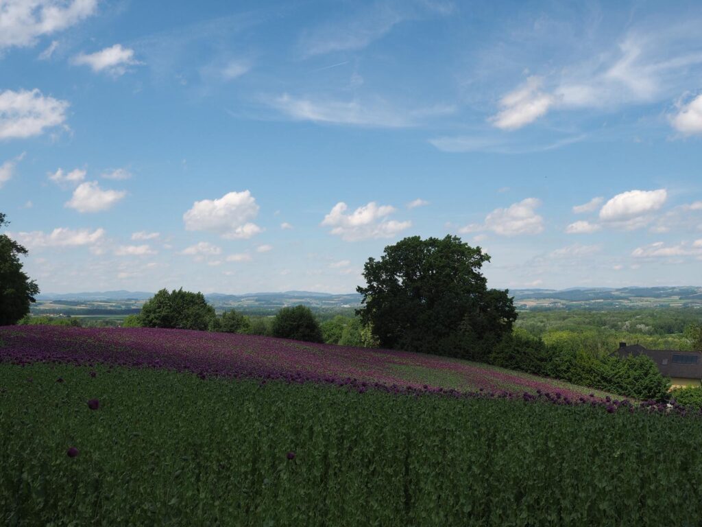 Blühendes Mohnfeld